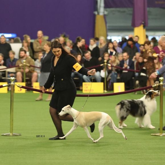 Meet your Posher, Devon - Picture 1 of 1